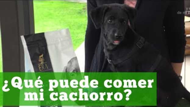 Video PERRO: ¿Qué puede comer mi cachorro? ERA sabor pollo y pavo. in English