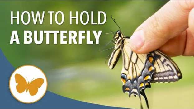 Video How to Hold a Butterfly Without Hurting Its Wings en français