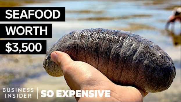 Video Why Sea Cucumbers Are So Expensive | So Expensive su italiano