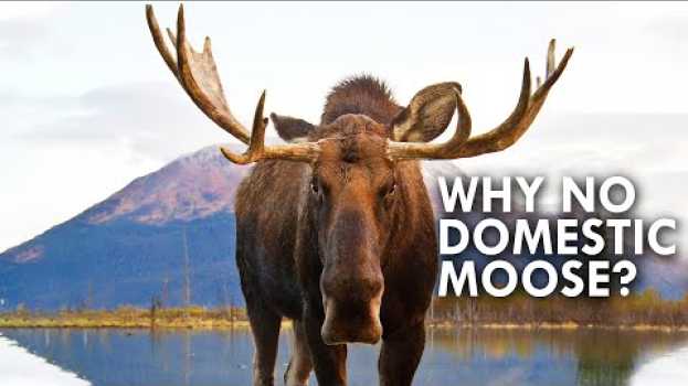 Video Why Are There No Domestic Moose? su italiano