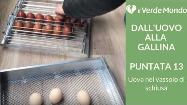 Видео Trasferimento uova nel vassoio di schiusa "IN DIRETTA" |Dall'uovo alla Gallina | Puntata 13 на русском