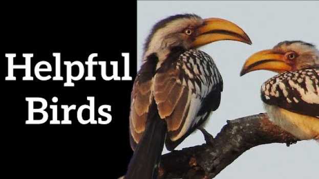 Video Birds Help Other Species - Interspecies Symbiosis em Portuguese