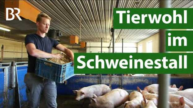 Video Mehr Tierwohl im Schweinestall – Beschäftigungsmaterial gegen die Langeweile  | Unser Land | BR in Deutsch