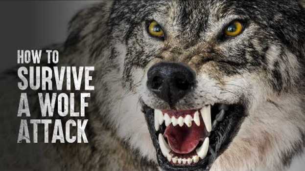Video How to Survive a Wolf Attack en français