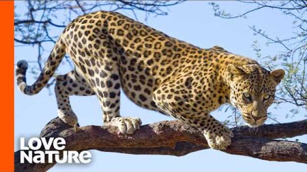 Видео Strong Leopard Climbing Up A Tree With Its Prey | Predator Perspective | Love Nature на русском