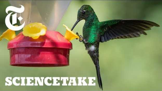 Видео How the Hummingbird Wields Its Snake-Like Tongue | ScienceTake на русском
