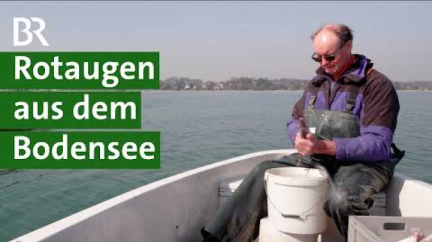 Video Neue Speisefische entdecken: Rotaugen aus dem Bodensee | Fischerei Doku | Unser Land | BR na Polish