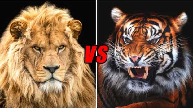 Video LION VS TIGER - Who Is The Real King? su italiano