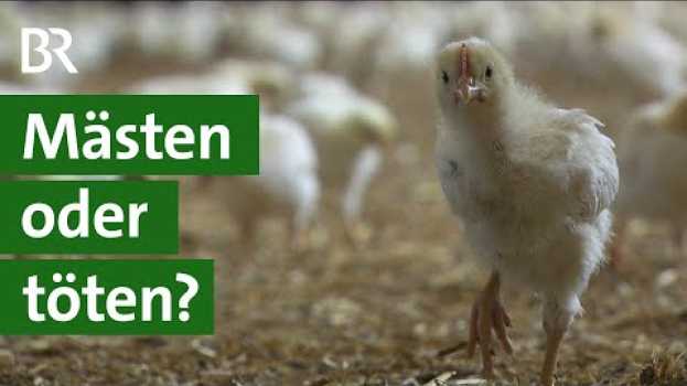Video Mehr Tierschutz durch Bruderhahn-Aufzucht: Lohnt sich das Mästen von Bruderhähnen? | Unser Land | BR na Polish