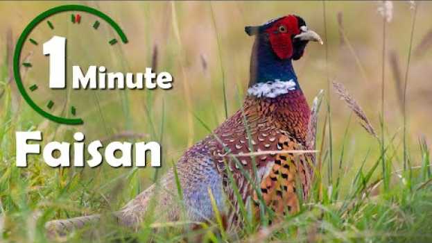 Видео Une minute pour un oiseau : Faisan (faisan de colchide) - Yabalex на русском