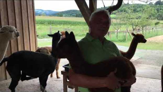 Video Wie und warum muss man ein Alpaka Fohlen wiegen in English
