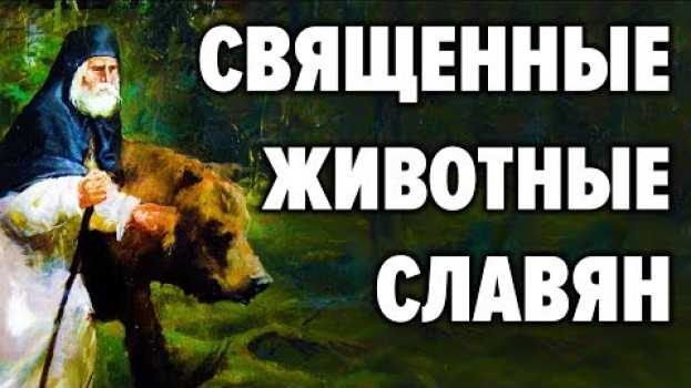 Video Сакральные животные у славян. Почему именно медведь символ нашей страны em Portuguese