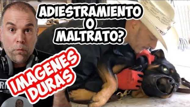 Video Otro que se Hace Llamar "ENCANTADOR DE PERROS" !!! BRUTAL em Portuguese