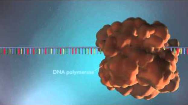 Video DNA replication - 3D in English