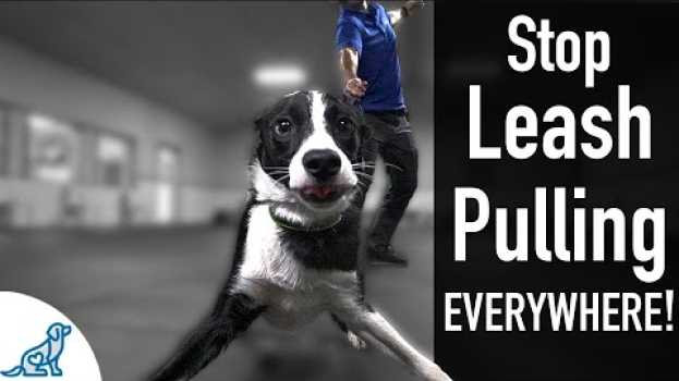Video How To Teach Your Dog Not To Pull On The Leash, EVER! em Portuguese