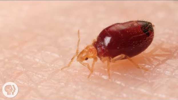 Video Watch Bed Bugs Get Stopped in Their Tracks | Deep Look in Deutsch