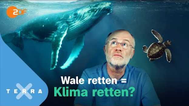 Video Tote Wale sind gute Wale! | Leschs Kosmos | Harald Lesch su italiano