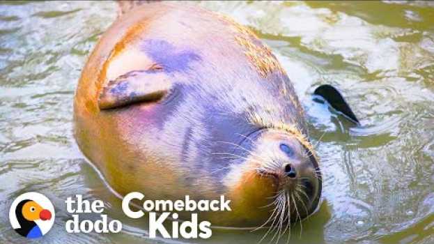 Video Tiny Lost Seal Grows Up To Be Blubbery And Hilarious | The Dodo Comeback Kids na Polish