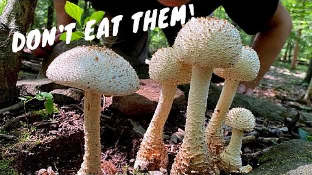 Video 7 Common Poisonous Mushrooms You Should Know em Portuguese