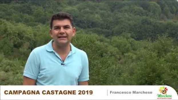 Video Intervista a Francesco Marchese sulla campagna castagne 2019 su italiano