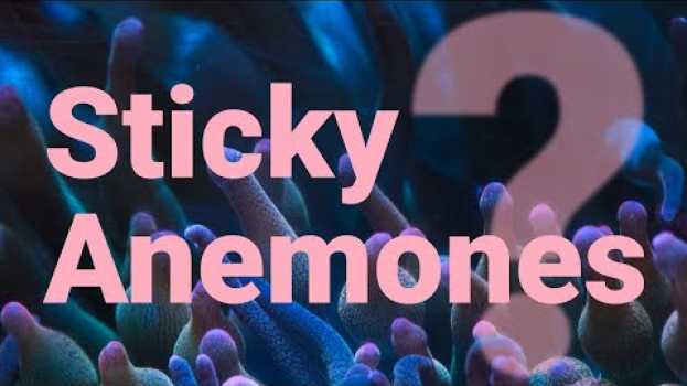 Video Why are sea anemones sticky? Are carpet anemones dangerous? na Polish