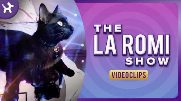 Video Romina una gatita muy emprendedora ? su italiano