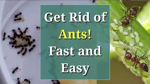 Video Get Rid of Ants: Fast, Cheap and Easy su italiano