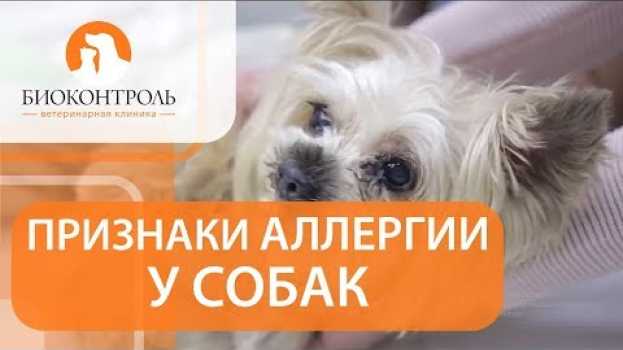Video Аллергия у собак симптомы. 🐕 Как выявить симптомы аллергии у собак? na Polish