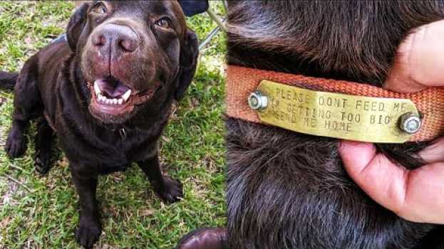 Video Люди кормили бродячего пса, пока не взглянули на его ошейник en Español