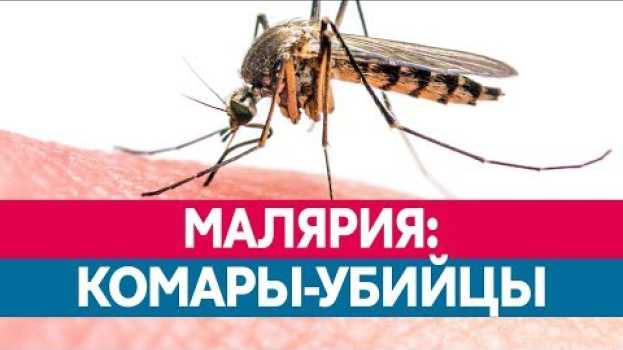 Video ЧЕМ ОПАСНА МАЛЯРИЯ? Какие комары ее разносят и каковы ее последствия? su italiano