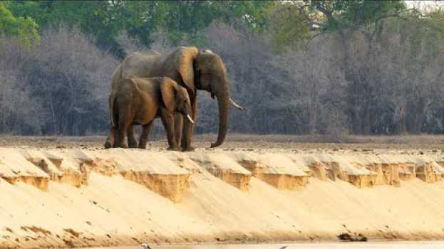 Video Why Elephant Moms Always Stay Close to their Calves su italiano