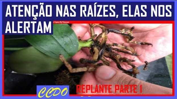 Video 5 SINAIS E ALERTAS DAS RAÍZES DAS ORQUÍDEAS (raízes secas, podres, mortas) Replante Mini Phalaenopis in English