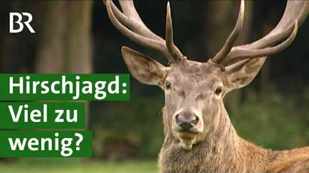 Video Werden Hirsche zu wenig gejagt? Rotwild gefährdet Wälder in den Ammergauer Alpen | Unser Land | BR na Polish