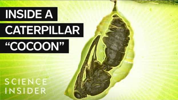 Video What’s Inside A Caterpillar 'Cocoon?' in Deutsch