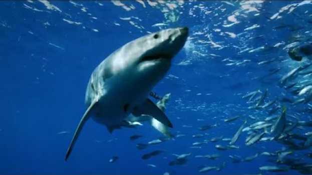 Видео Tubarão Branco em Guadalupe - Expedição Gigantes dos Mares - Samsung - Lawrence Wahba  (1 de 3) на русском