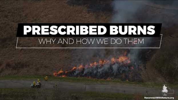 Video Prescribed Burns: Why and How We Do Them en Español