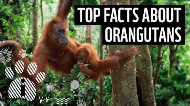 Video Top facts about orangutans | WWF em Portuguese