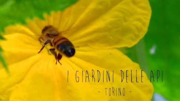 Video I giardini delle api in English