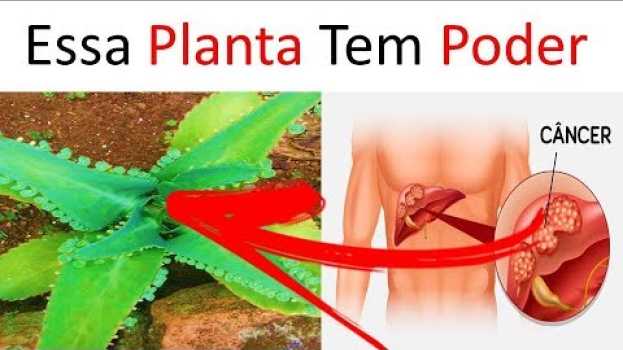 Video Aranto a Planta que Pode Curar até Câncer / 7 Benefícios (Legendado) su italiano