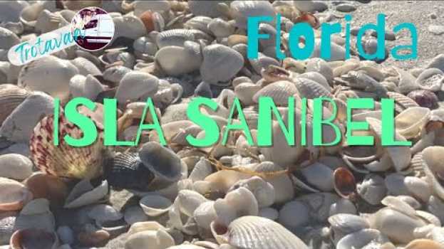 Video ¡La mejor playa de Florida para recoger caracoles raros! en français