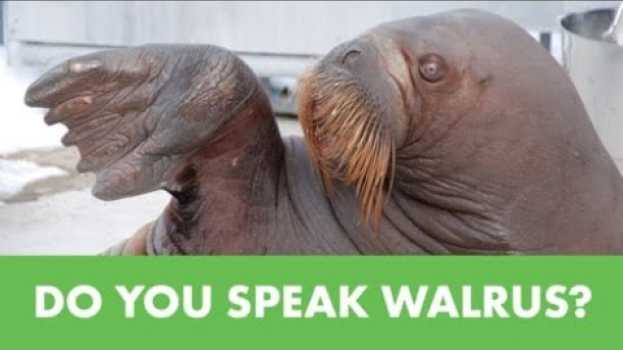Video What’s That Sound? It’s SeaWorld's Garfield The Walrus! su italiano