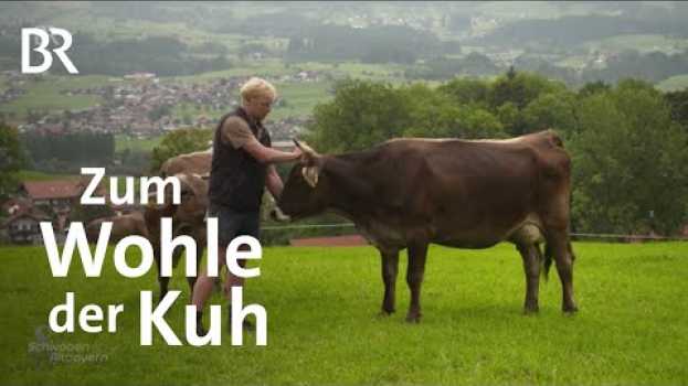 Video Anbindehaltung von Kühen vor dem Aus? | Schwaben & Altbayern | Artgerechte Tierhaltung | BR en français