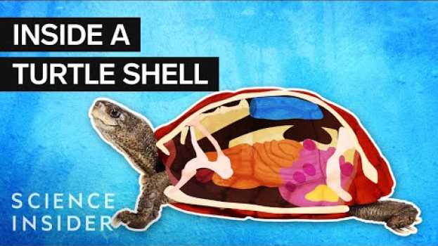 Video What’s Inside A Turtle Shell? em Portuguese