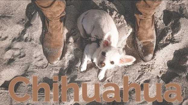 Video Ist ein Chihuahua der richtige Hund für mich? |✪| Yuna Adventures na Polish