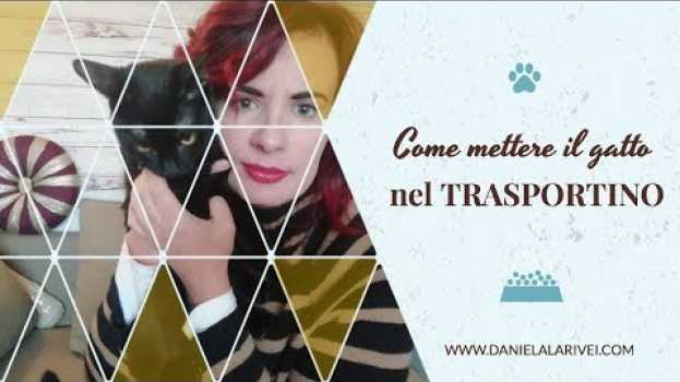 Video Come mettere il gatto nel trasportino - Vita da pet sitter in Deutsch