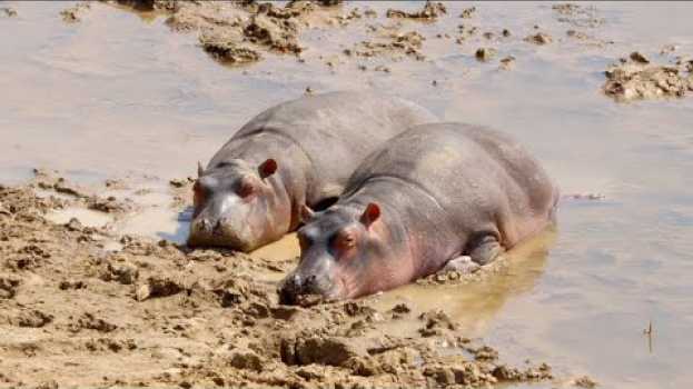 Video The Noise Made by Wild Hippos Can Be Deafening em Portuguese