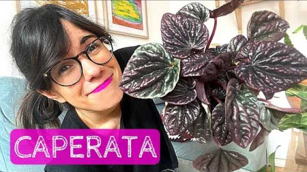 Video PEPEROMIA PLANT CARE | How to care for peperomia caperata em Portuguese