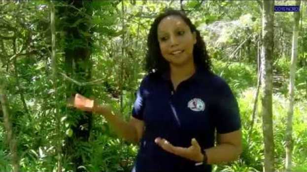 Video L'île aux Aigrettes, sanctuaire des espèces endémiques en Español