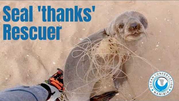 Video Baby seal THANKS his rescuers en Español