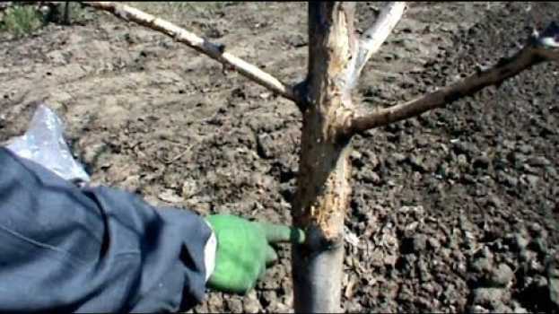Video Зайцы объели кору яблони ,что делать en Español